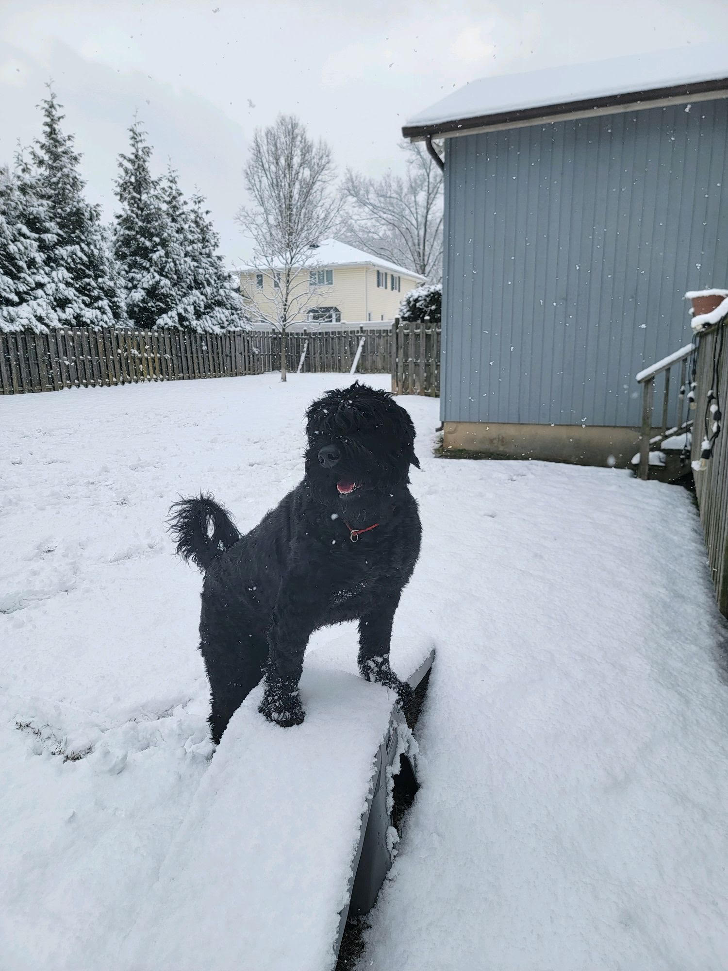 Dog enjoying outdoor enrichment time at Metro K9 boarding facility